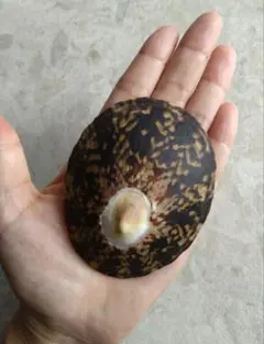 オオベッコウガサ　☆　笠貝　カサガイ　貝殻　標本　コレクション　大きい