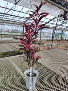 ドラセナアイチアカ6号プラ鉢植え - メルカリ