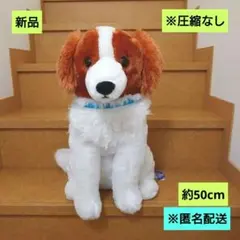 新品 コーイケルホンディエのおでこちゃんおすわり ウルトラBIG おしゃれさん