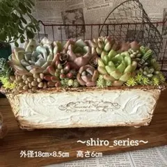 ❤︎shiroリメイク鉢❤︎そのまま飾れる多肉植物寄せ植え　リメ鉢ちまちまリメ缶花苗