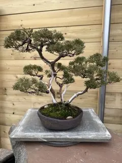 2026年最新】盆栽 真柏の人気アイテム - メルカリ