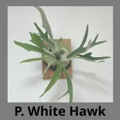 【1株限定出品】P.HAS 'Over whelming' oc/ビカクシダ 1株限定出品】P.HAS 'Over whelming' oc/ビカクシダ - メルカリ