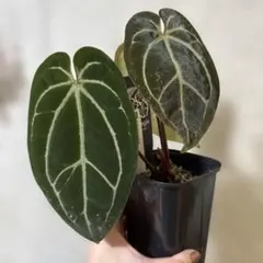 2025年最新】アンスリウムハイブリッドの人気アイテム - メルカリ