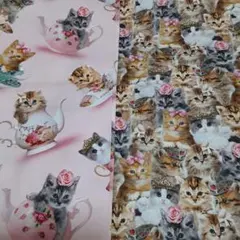 猫生地　2枚