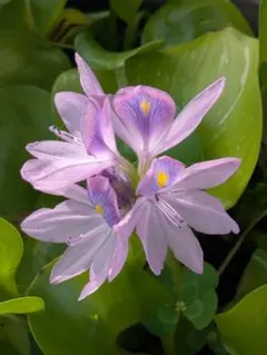 Kuu☻*☺︎*さま 専用ページ 四つ葉のしおり