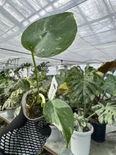 引き取り限定　モンステラタイコンステレーション モンステラ タイコンステレーション（1） – アぺロ・ヒュ―レ