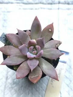 2025年最新】優木園の人気アイテム - メルカリ