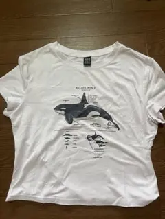SHEIN チビT ホワイト