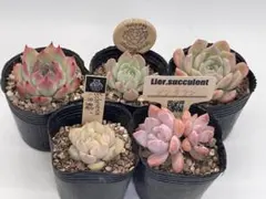 2025年最新】エリークイーン 多肉の人気アイテム - メルカリ