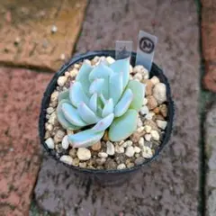 maasa様 リクエスト 2点 まとめ商品