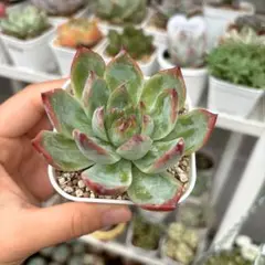 2025年最新】多肉植物 桃太郎の人気アイテム - メルカリ