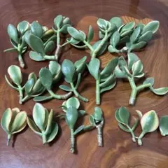 金の成る木 花月錦 抜き苗 ㊾ - メルカリ
