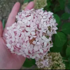 紫陽花 カット枝 アナベル 2種 挿し穂セット - メルカリ