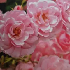 綿レース生地 立体お洒落少し大きめハンドメイドマスク 2枚組:500円