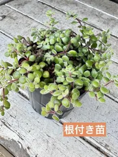 多肉植物【トリカラー】セダム ポットごと or 抜き苗 6㎝ポット - メルカリ