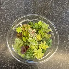 セダム　ミニセット