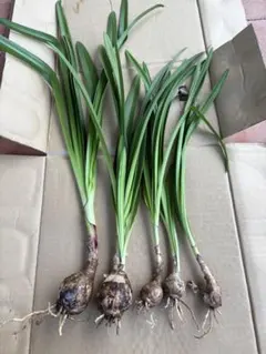 zonotti44様 リクエスト 2点 まとめ商品