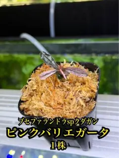 ブセファランドラ sp. クダガンピンクバリエガータ カミハタ便 - メルカリ