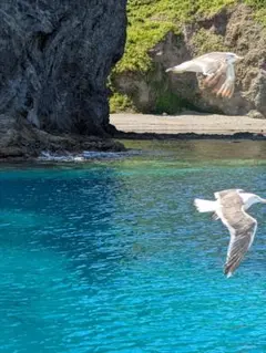 日ハム《杉谷拳士》《中島卓也》アクキー