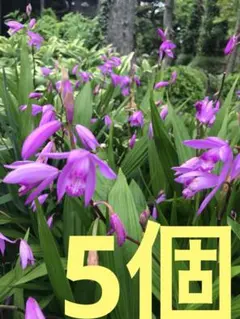 春咲き、原種グラジオラス ビザンティヌス 5株(5 球以上) - メルカリ