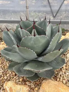 今日だけ　破格　選抜株　最終　[引き取り可能]　パリートランカータ　パリー 選抜株 最終 [引き取り可能] パリートランカータ パリー アガベ