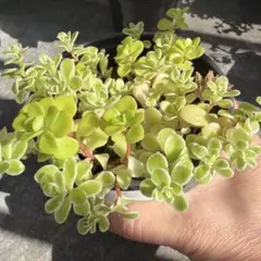細葉黄金万年草 抜き苗 セダム♡黄金細葉万年草 抜き苗 - メルカリ