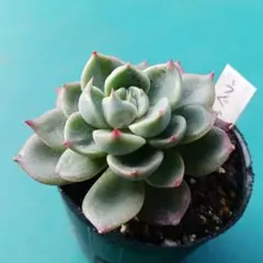 くまさん様 リクエスト 5点 まとめ商品