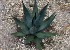 2025年最新】アガベ シャークスキンの人気アイテム - メルカリ