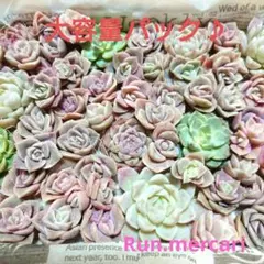 多肉植物〈カット苗〉☆ラブリーローズ☆増やしたい方に♥