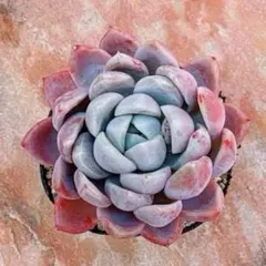 多肉植物 エンジェルフィンガー カット苗 - メルカリ