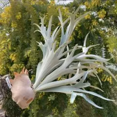 2025年最新】ハクナマタタ ビカクシダの人気アイテム - メルカリ