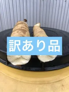 徳之島産キャッサバ生芋訳あり品20キロ 　　必ず商品説明書読んで下さい 2026年最新】キャッサバ芋の人気アイテム - メルカリ