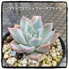 プリンセスティアラ②❤️ミックスベリア❤️おらいさん苗 多肉植物