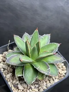 2026年最新】王妃笹の雪b型の人気アイテム - メルカリ