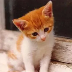 ソラ様☆専用です♡♪
