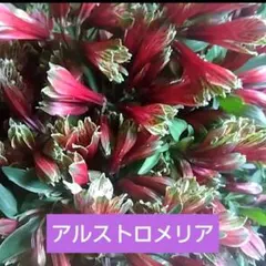 チロル様 リクエスト 2点 まとめ商品