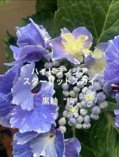 【花苗】ハイドランジア スターリットスカイ タグ付き正規品 紫陽花 あじさい 楽天市場】【ハイドランジア属】アジサイスターリットスカイ絢 3