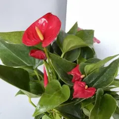 【希少】レア　アンスリウム　レッドオブジャバ　株分け 希少】レア アンスリウム レッドオブジャバ 株分け - メルカリ