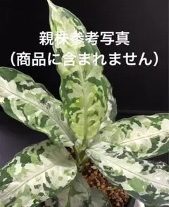 本日最終値引き⭐︎LA便☆柳緑花紅☆ネームド☆アグラオネマピクタム⭐︎イチゴタグ付き Aglaonema Pictum'' 柳緑花紅''【LA0913-1ss】 - メルカリ
