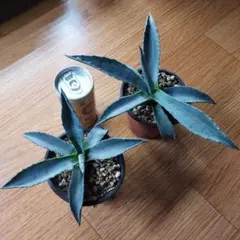 2025年最新】アガベ アメリカーナの人気アイテム - メルカリ