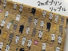 2m　コットンこばやし　洗濯　ねこ　猫　ポプリン　リップル　ベージュ　299