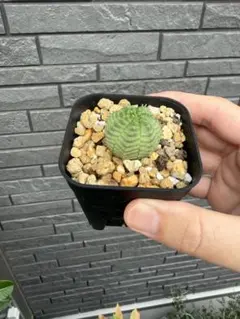 セファロタス Big Boy(ビッグボーイ)C 食虫植物 【匿名配送】 - メルカリ