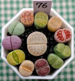 多肉植物リトープス/コノフィツム　高級品種入り　カラフルセット　土付き　S76