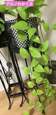 Mokkamosan様 リクエスト 2点 まとめ商品