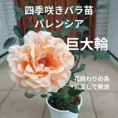 バラ大苗　珍しい斑入りバラ苗　ヘルシューレン　四季咲き　ホワイト バラ大苗 珍しい斑入りバラ苗 ヘルシューレン 四季咲き ホワイト