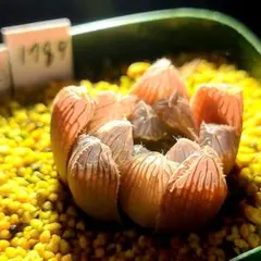 1789 紫宝玉 実生多肉植物 ハオルチア アロエのサムネイル