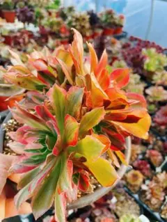 光輝 アエオニウム 多肉植物 抜き苗