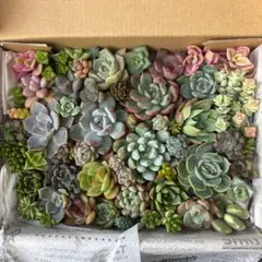 多肉植物　カット苗　寄せ植えのサムネイル