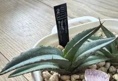 2026年最新】チタノタ ドワーフの人気アイテム - メルカリ