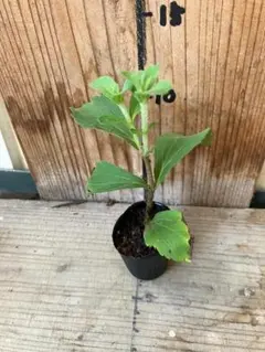 mymy様 リクエスト 3点 まとめ商品